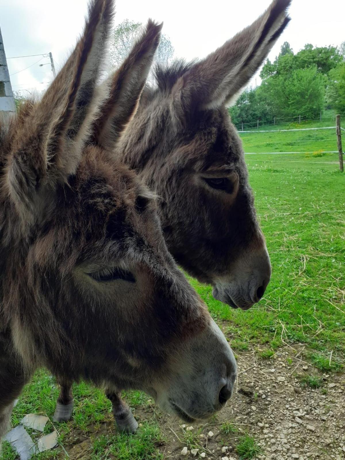 Gite Aux Anes Avec Spa Menetou-Ratel Экстерьер фото