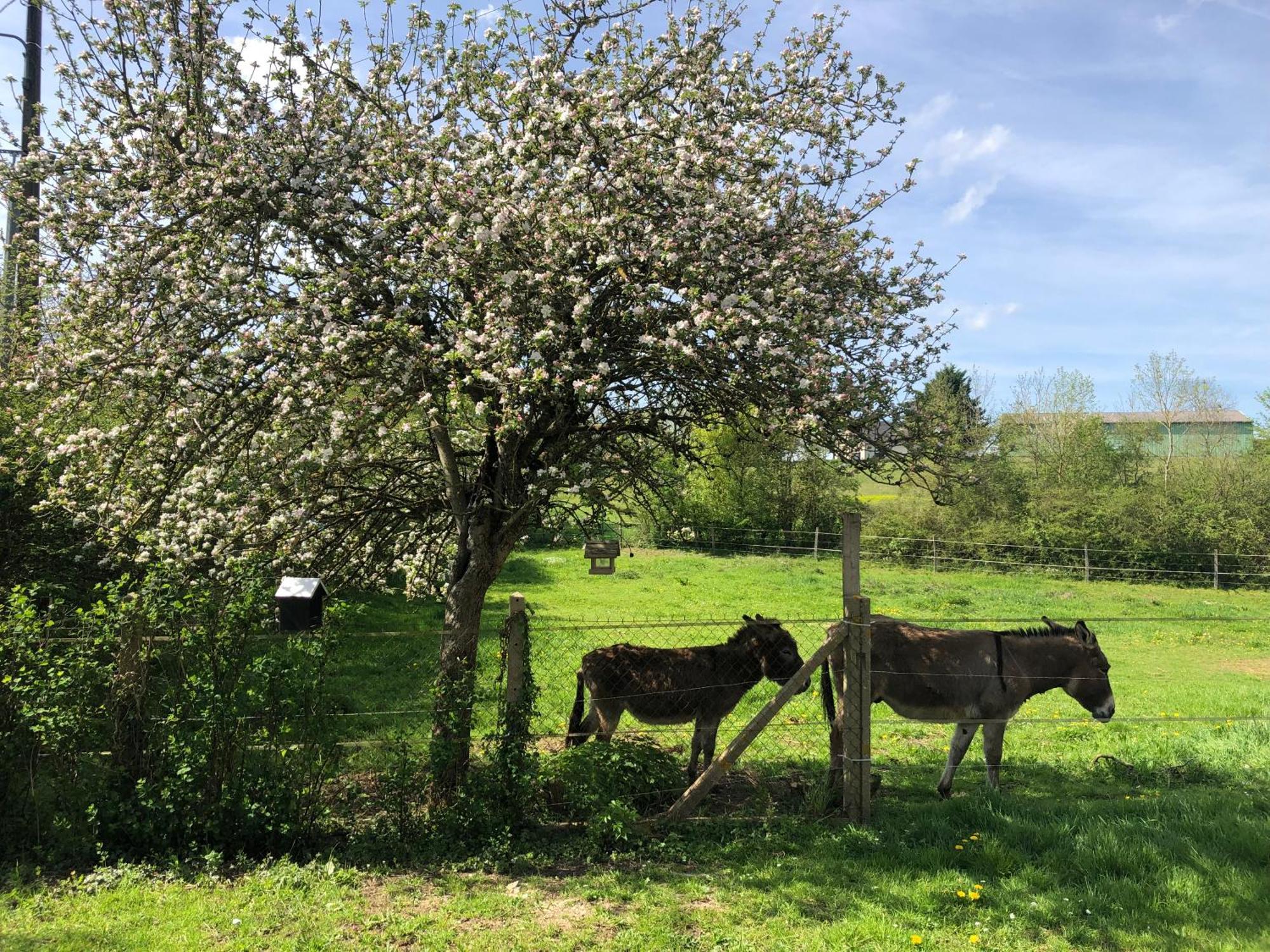 Gite Aux Anes Avec Spa Menetou-Ratel Экстерьер фото