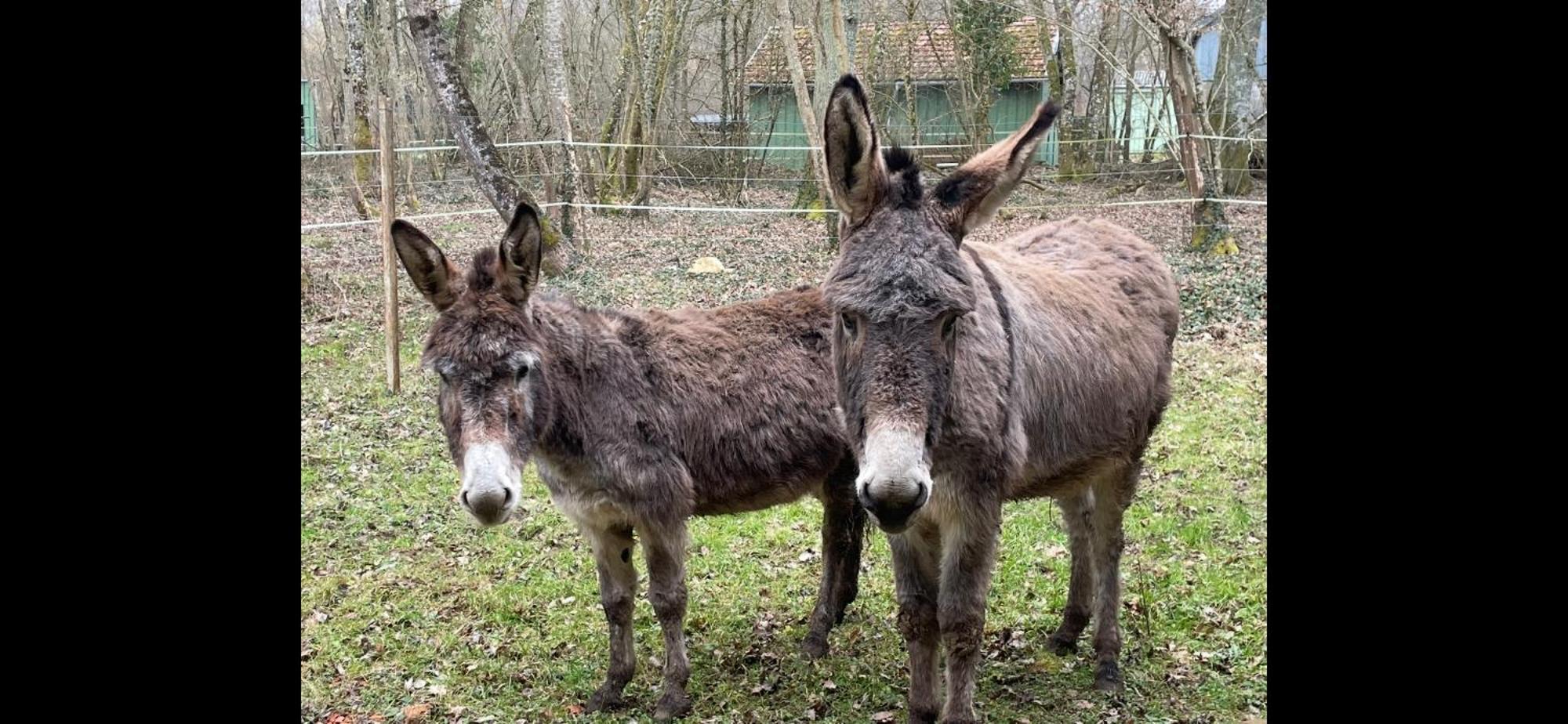 Gite Aux Anes Avec Spa Menetou-Ratel Экстерьер фото